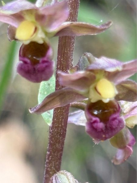 Epipactis helleborine subsp. tremolsii  - Toni Aguilera