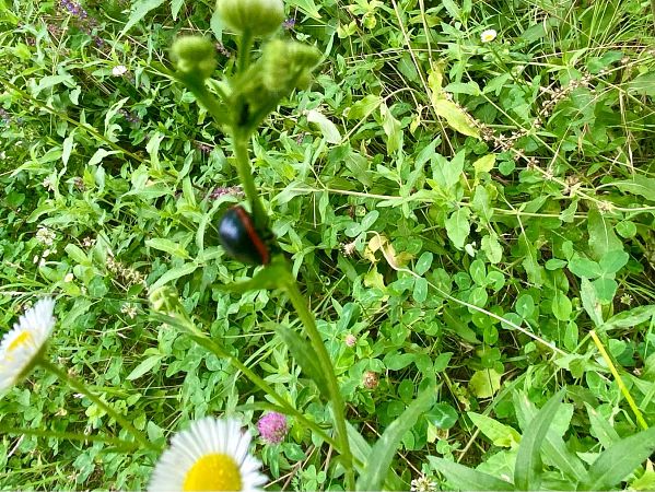 Chrysolina rossia  - Maria Rita Gelso