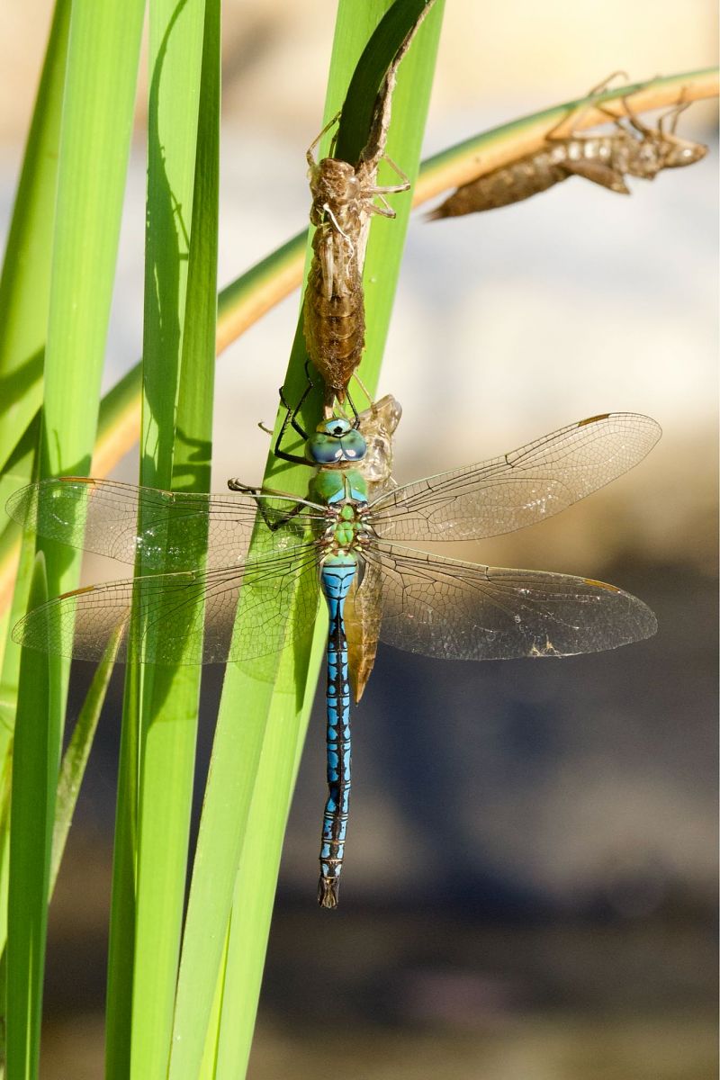 Anax imperator  - Andrea Galimberti