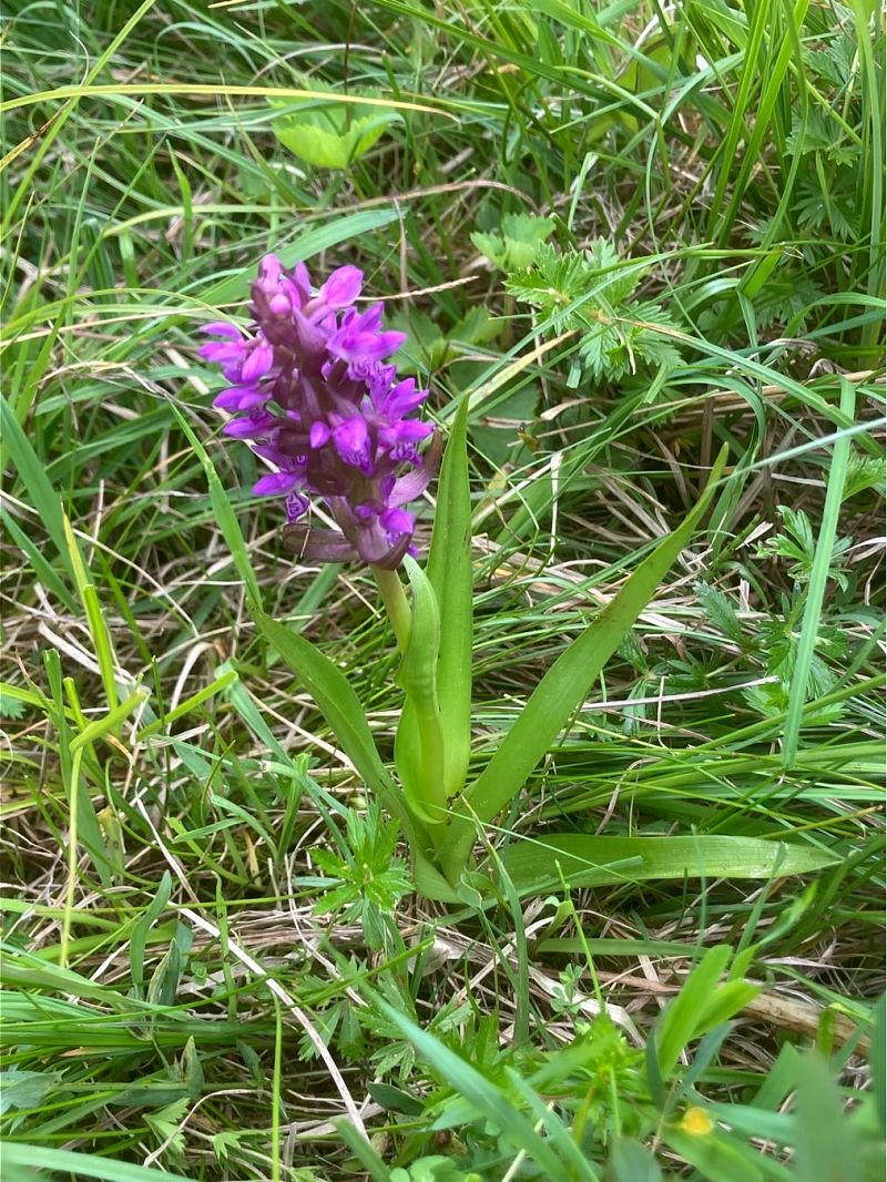 Dactylorhiza incarnata  - Cécile Soudry You
