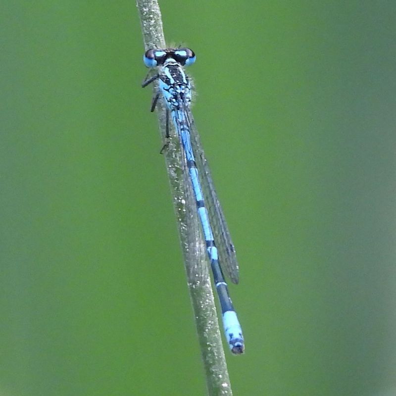 Coenagrion puella  - Agustín Rivas