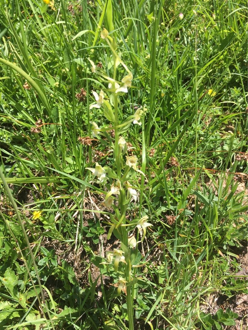 Platanthera chlorantha  - Olivier Boivineau