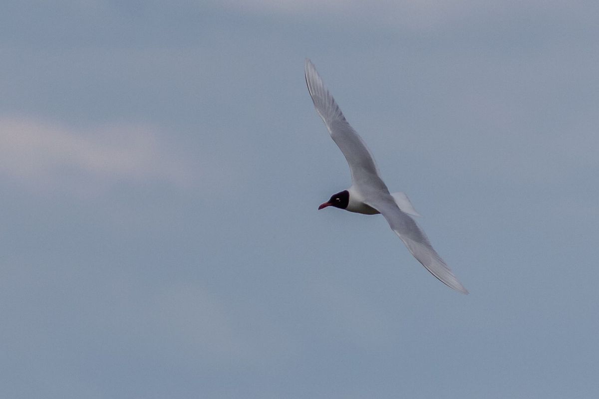 Mouette mélanocéphale  - Maciej Aleksandrowicz