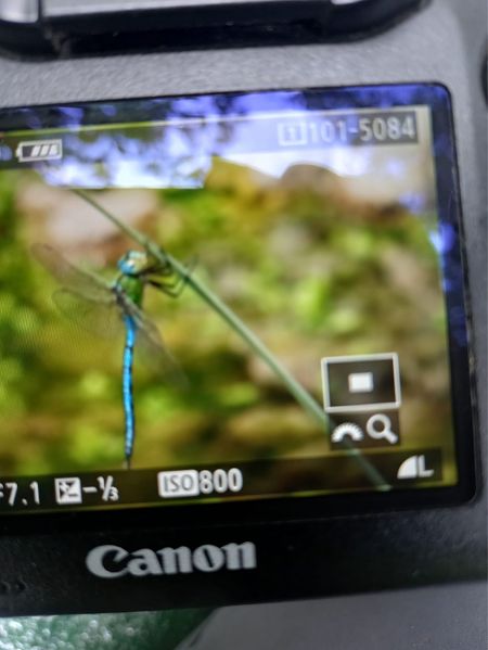 Anax imperator  - Andrea Galimberti