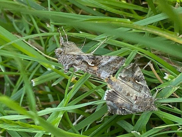 Autographa gamma  - Maria Rita Gelso
