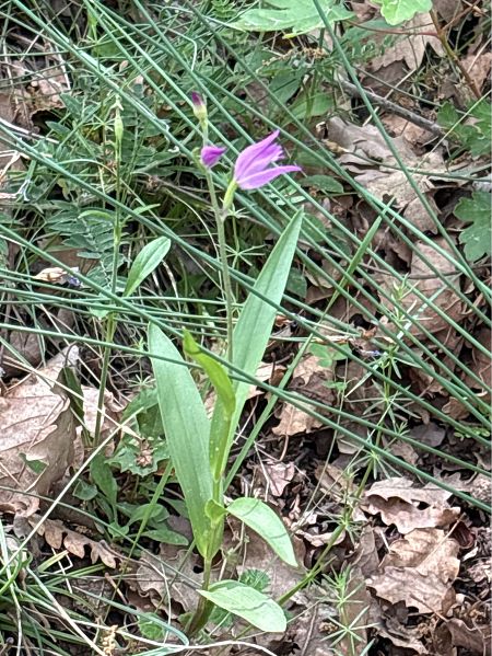 Cephalanthera rubra  - Toni Aguilera