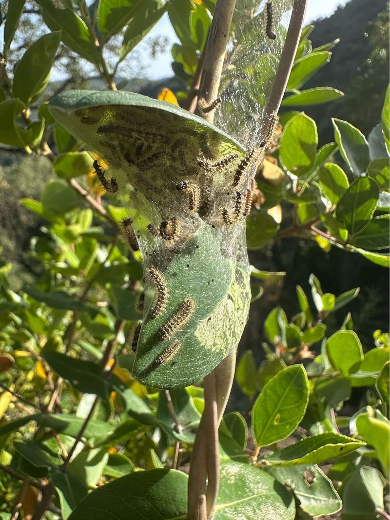 Brocat variable  - Rosa Matesanz