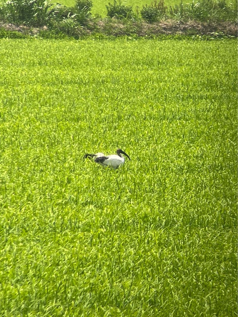 African Sacred Ibis  - Emi Moser