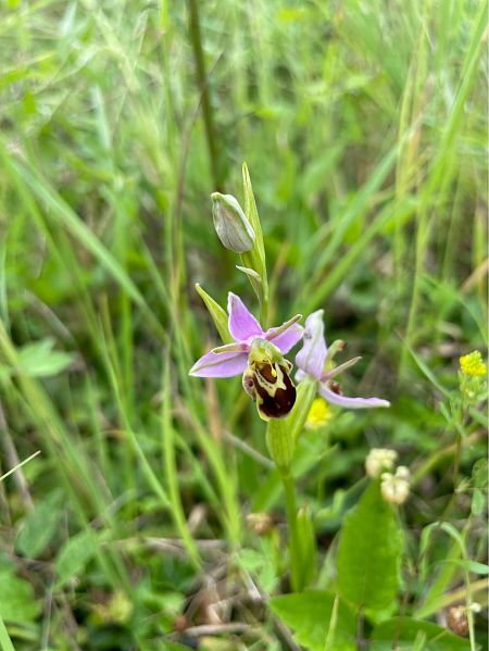 Ophrys apifera var. aurita  - Arthur Léonard