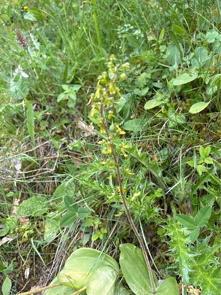 Neottia ovata  - Toni Aguilera