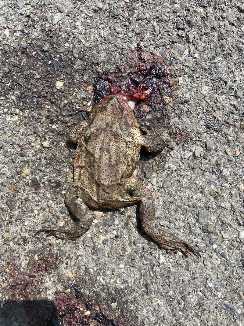 Common Toad  - Franco Roscelli