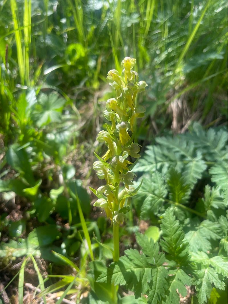 Coeloglossum viride  - Arthur Léonard