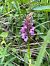 Dactylorhiza praetermissa (Orchis négligé) © Arthur Léonard
