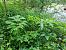 Heracleum mantegazzianum © Ilaria Antoniutti (FVG)