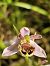 Ophrys apifera var. patinata (Ophrys abeille en forme de poêle) © Laurent Bignon