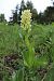 Dactylorhiza sambucina - Gerard Guillouard