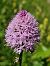 Traunsteinera globosa (Orchis globuleux) © Diane Raibaut