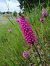 Anacamptis pyramidalis (Orchis pyramidal) © Alain Falvard