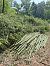 Phyllostachys spp (P. aurea, P. mitis) © Luigi Vatta (FVG)