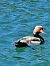 Fistione turco (Netta rufina) © Werner Seiler