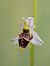 Ophrys santonica  - Delarbre Sébastien