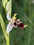 Ophrys santonica (Ophrys de Saintonge) © Delarbre Sébastien