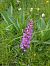 Gymnadenia indet. group. conopsea (Orchis 