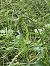 Epipactis indet. group. helleborine  - Francois Schneider