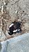 Eurasian Magpie (Pica pica) © Voluntaris Eb Montseny Ico