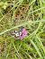 Melanargia galathea  - Sara Stella (FVG)