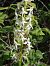 Platanthera bifolia (Platanthère à deux feuilles) © Thierry Deschatre