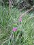 Gladiolus palustris © Luigi Vatta (FVG)