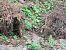 Puzzola (Mustela putorius) © Arrigo Olivieri (FVG)