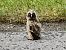 Long-eared Owl  - Ryszard Dworak