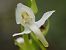 Platanthera chlorantha © Antoni Sunyer