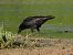Cornella negra (Corvus corone) © Joan Pessarrodona