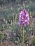 Anacamptis pyramidalis © Oriol Clarabuch