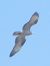 Falco pecchiaiolo (Pernis apivorus) © Massimo Tassinari