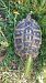 Tortuga mediterrània (Testudo hermanni) © Autor ocult
