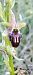 Ophrys argensonensis  - Lionel Thomas