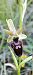 Ophrys argensonensis  - Lionel Thomas