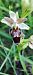 Ophrys argensonensis (Ophrys d'Argenson) © Lionel Thomas