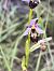 Ophrys fuciflora subsp. souchei - Richard Fay