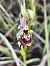 Ophrys fuciflora subsp. souchei - Richard Fay