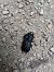 Dorcus parallelipipedus © Eraztun Berdeko Basozainak Guardas Anillo Verde