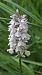 Dactylorhiza maculata subsp. ericetorum (Orchis des bruyères) © Jean-Yves Dubuisson