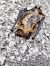 Pipistrellus sp. © Nicola Larroux