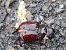 Oryctes nasicornis  - Udo Thoma