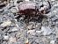 Oryctes nasicornis © Udo Thoma