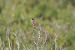 Tallarol trencamates (Curruca conspicillata) © Mariano Cebolla Borrell